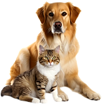 Animals dog and cat in gk swap