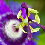 Beautiful flower for home and garden - Image 1