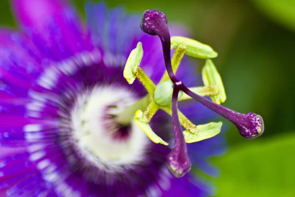 Beautiful flower for home and garden